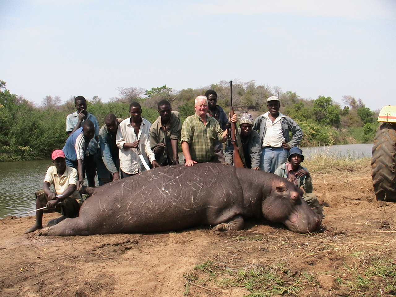 Hippo Bull